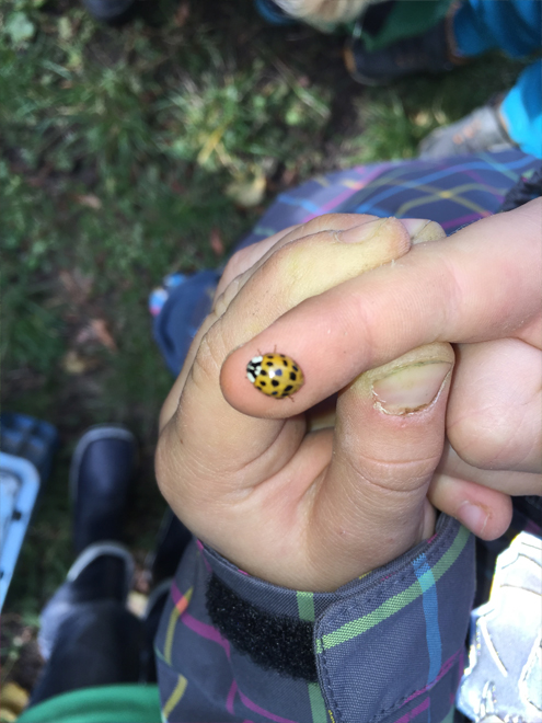 Image Not Loaded